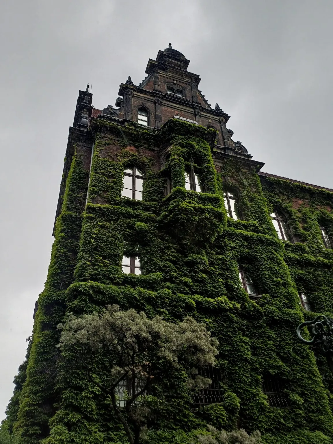 A historic museum facade covered in dense green ivy, with windows and a decorative roofline under a grey sky.